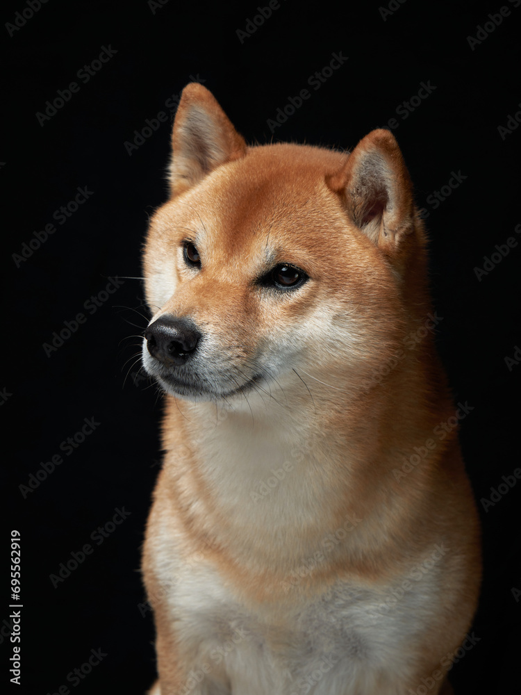 An attentive Shiba Inu dog poses against a black backdrop, its gaze fixed off-camera