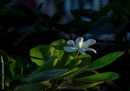 Fleur Tiare Tahiti