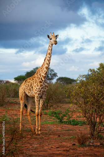 giraffe in the savannah in a safari in kenya national park