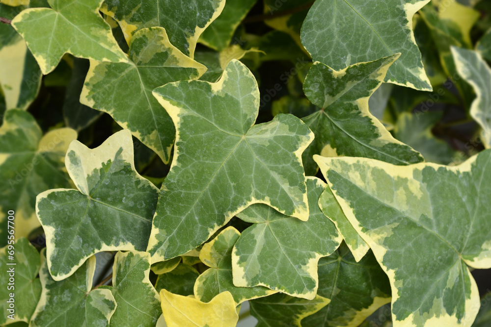 Variegated Common ivy leaves Variegated Common ivy leaves