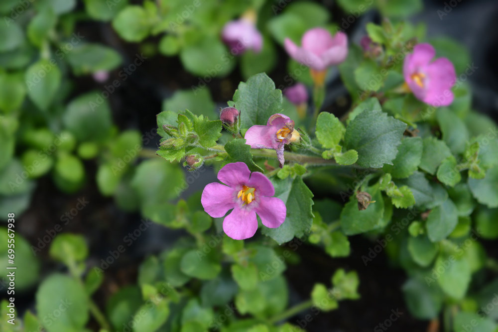 Ornamental bacopa flowers
