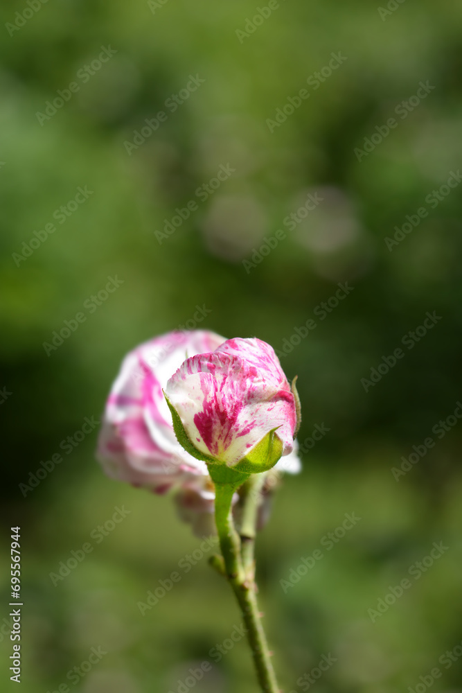 Rose Variegata di Bologna flower bud Rose Variegata di Bologna flower bud