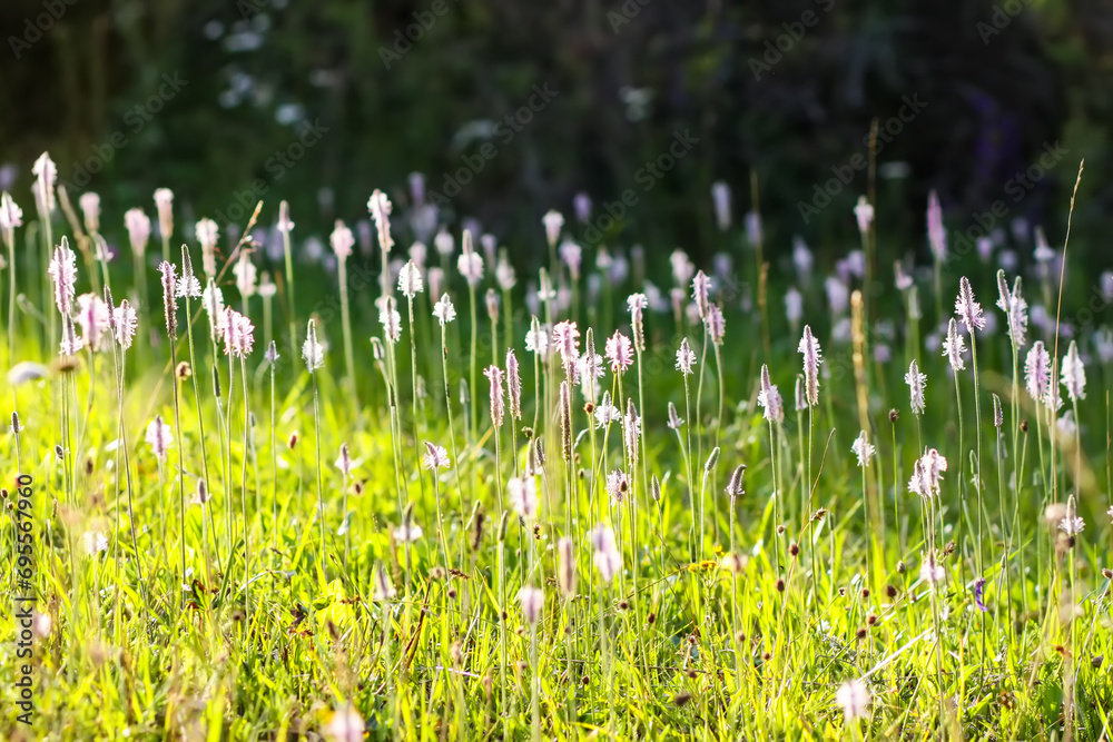 Obraz premium Beautiful meadow of wild flowers of the Plantago herb.