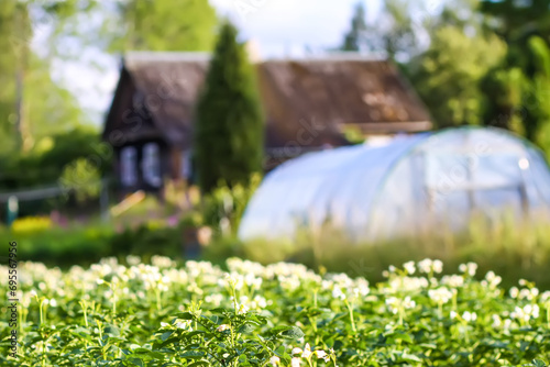 Potato flowers in agriculture field with a greenhouse on background. Potato farming and cultivation in the countryside.