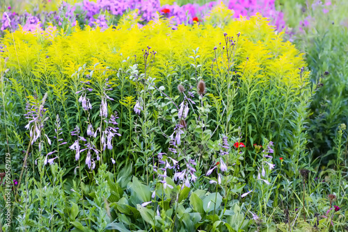 Multicolored flower bed with beautiful summer flowers.