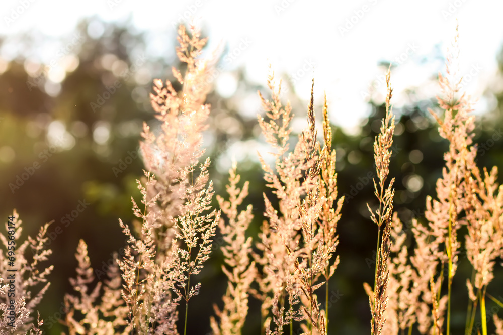 Wild grass on a field in a warm sunset light in a summer evening. Wild grass on a field in a warm sunset light in a summer evening.