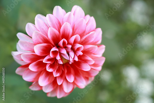 abstract, background, banner, beautiful, beauty, bloom, blooming, blossom, bright, card, chrysanthemum, claret, closeup, color, colorful, copy, dahlia, design, detail, elegant, flora, floral, flower, 