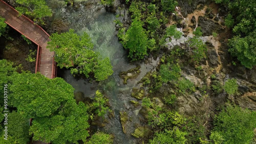 Aerial flying top view over mangrove forest with water stream, Krabi, Thailand
