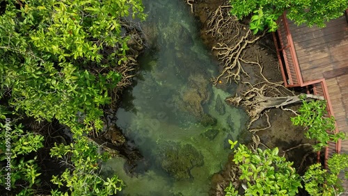 Aerial view descending and spin down to reveal water stream and mangrove forest photo
