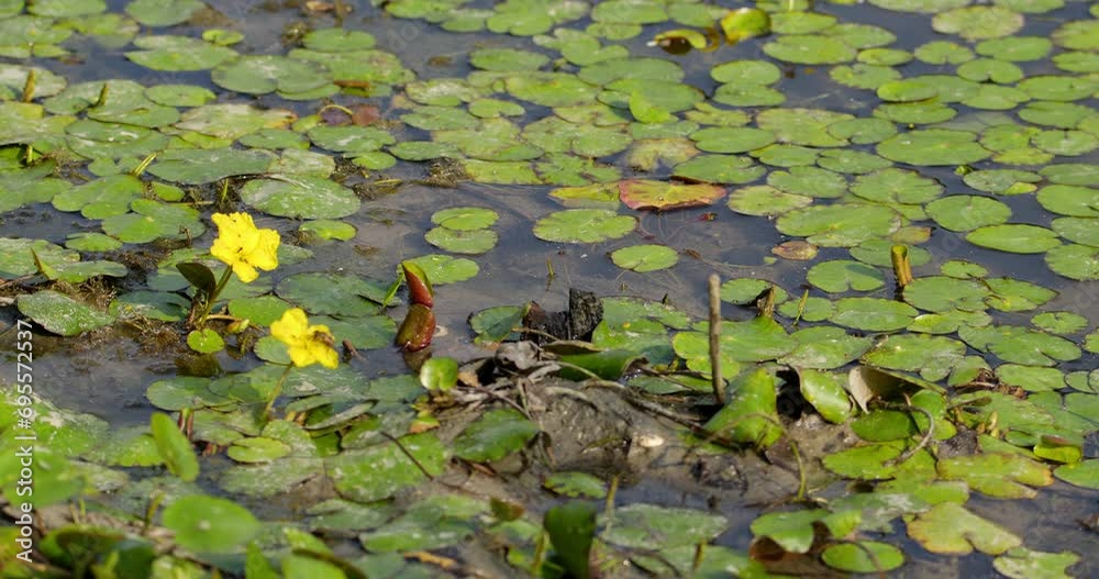 Leaves with yellow flowers with a bee on them floating on surface of still water Leaves with yellow flowers with a bee on them floating on surface of still water