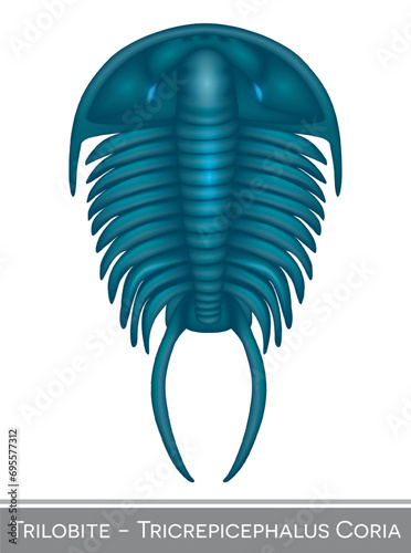 Trilobite Tricrepicephalus Coria colorful illustration, a Cambrian period creature.