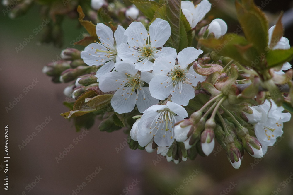 Obraz premium cherry blossoms