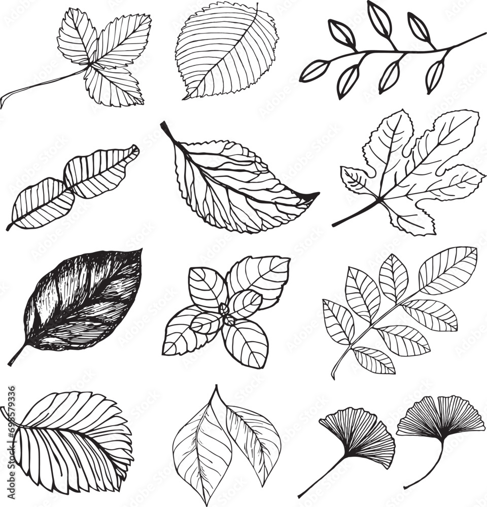 Set of different leaves. Hand drawn illustration. Set of different leaves. Hand drawn illustration.