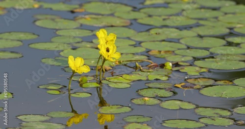 Close up shot of a bee fly on yellow flowers of water lily on a pond