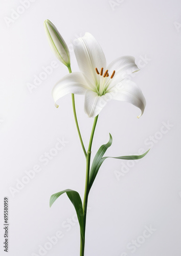 Flora lily nature closeup flower white blossom petal blooming beauty green floral plant