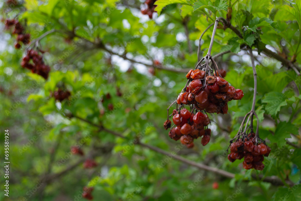 Dry last year's red viburnum berries on a branch in the spring, among young leaves.