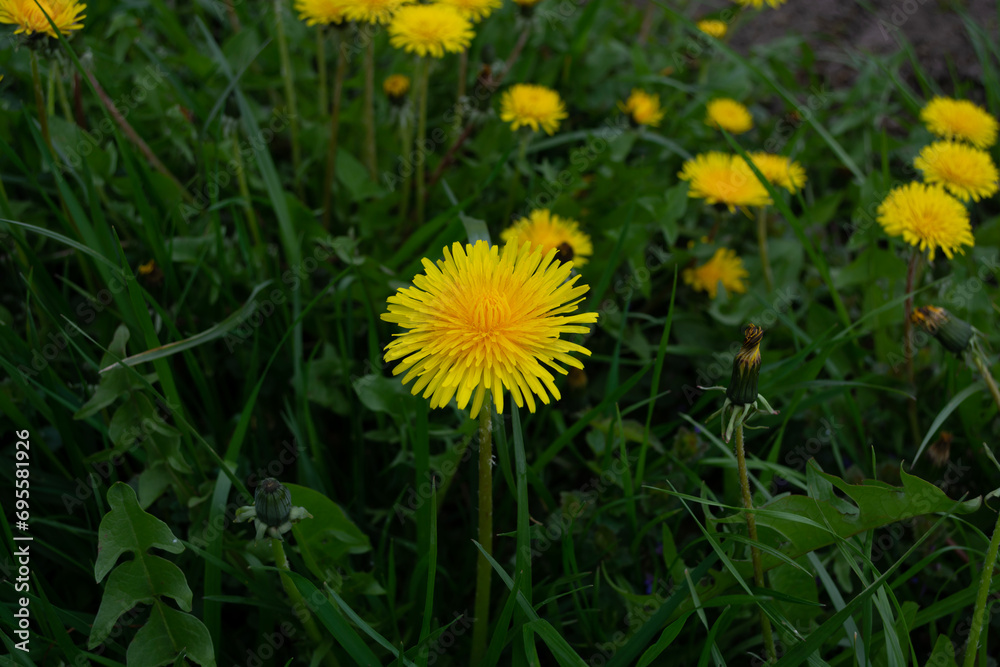 Yellow dandelion flowers on green grass in the garden.