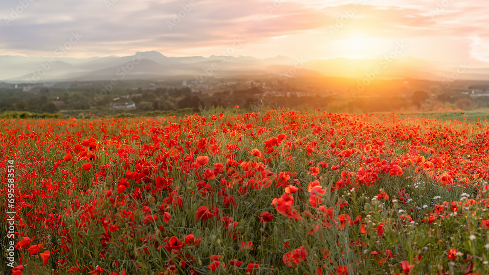 A field of red poppies inTuscany, Italy