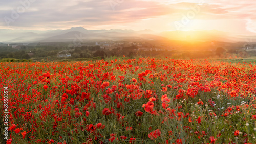 Fototapeta Naklejka Na Ścianę i Meble -  A field of red poppies inTuscany, Italy