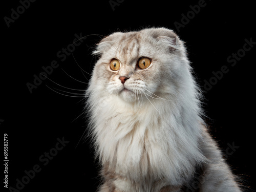 Regal Scottish Fold cat, poised and plush, against a stark black backdrop. Pet plays in studio 