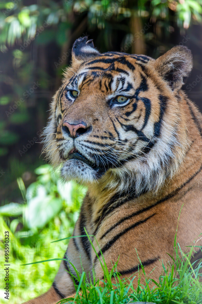 Fototapeta premium Sumatran Tiger