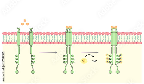 Tyrosine kinase receptor. Dimerization, phosphorylation, activation and cellular response. Cell membrane receptors for ligands as growth factors and cytokines binding. Insulin receptor. vector design