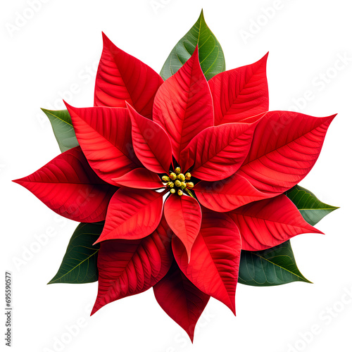 Poinsettia Flower Isolated on Transparent Background