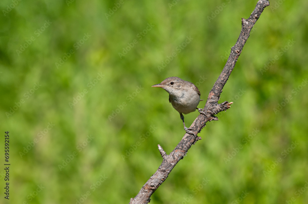 Obraz premium Eastern Olivaceous Warbler, Iduna pallida, foraging among wetland plants.