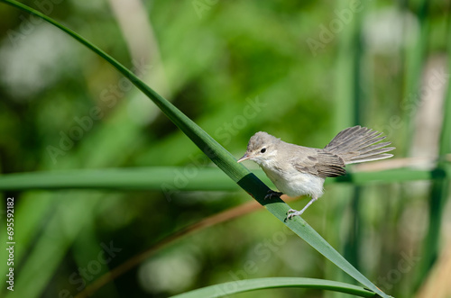Eastern Olivaceous Warbler, Iduna pallida, foraging among wetland plants. photo