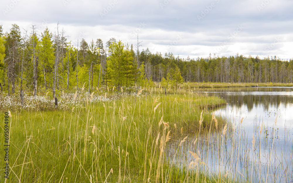 Beautiful wetland with cotton grass and a lake in finland