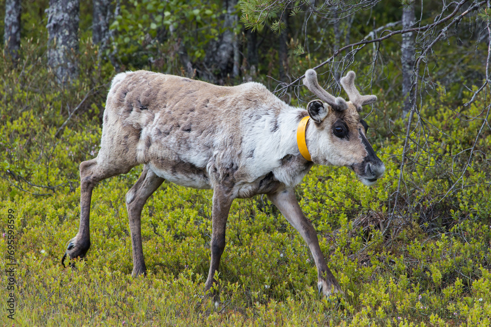 Cute reindeer grazing in a forest in Lapland, Finland Cute reindeer grazing in a forest in Lapland, Finland