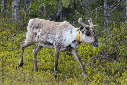 Cute reindeer grazing in a forest in Lapland, Finland