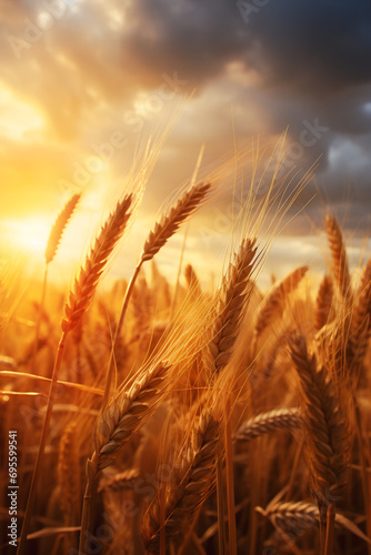 wheat in field  photorealistic  cinematic  macro photography  realistic  detailed  long exposure  magical nature photography created with Generative Ai