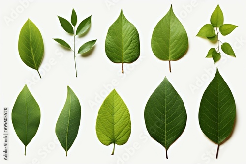 Fresh herb collection Basil leaves arranged on a simple white backdrop