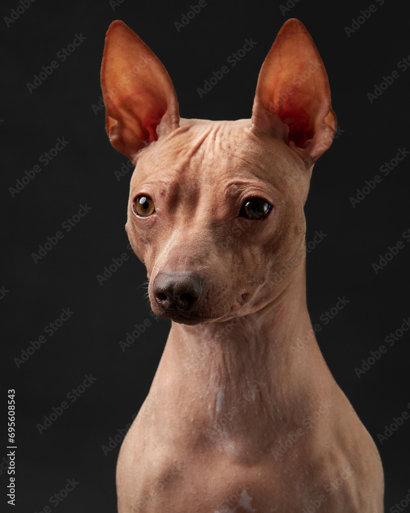 An American Hairless Terrier dog gazes intently, its distinct lack of fur and perky ears highlighted against the dark backdrop. Pet in studio 