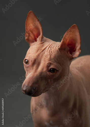 An American Hairless Terrier dog gazes intently, its distinct lack of fur and perky ears highlighted against the dark backdrop. Pet in studio  © annaav