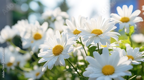  a close up of a bunch of daisies in a field with a building in the back ground and trees in the background.