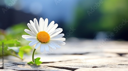  a close up of a single white flower on a stone surface with a blurry background of trees in the distance.