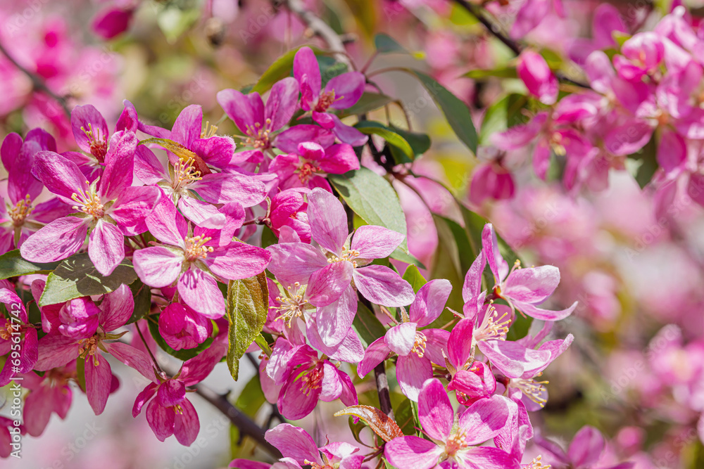 Blooming cherry tree in the garden. Spring seasonal of growing plants. Gardening concept Blooming cherry tree in the garden. Spring seasonal of growing plants. Gardening concept