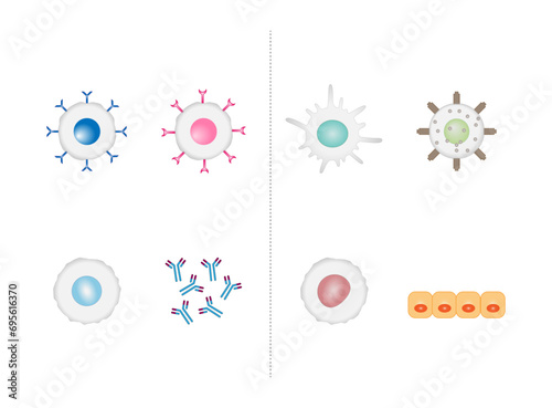 	
Innate immunity: Dendritic, Macrophage, Epithelial, and Natural killer cells. Adaptive immunity: T-cell, b-cell, Antibodies, Plasma cell. Vector Illustration
