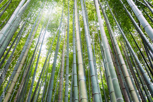 Low angle shot of Arashiyama bamboo shove in Kyoto  Japan