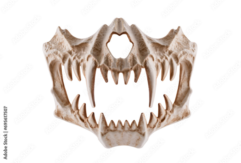 Fototapeta premium Monster skull with fangs isolated on white background with clipping path
