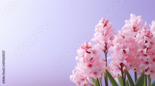 hyacinths against a flat pink background
