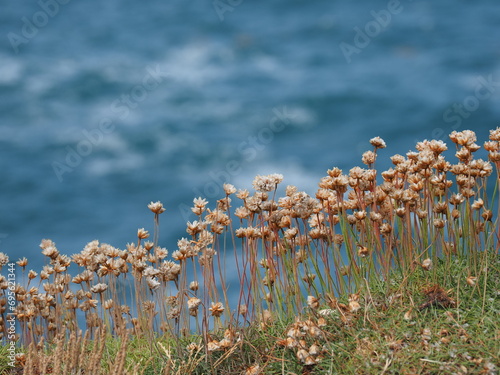 Boscastle - ein Küstenort in der Gemeinde Forrabury im Norden der englischen Grafschaft Cornwall an der Atlantikküste. Der Ort liegt in einem schmalen Tal an der Mündung der Flüsse Jordan, Valency und photo