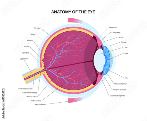 Eye anatomy poster