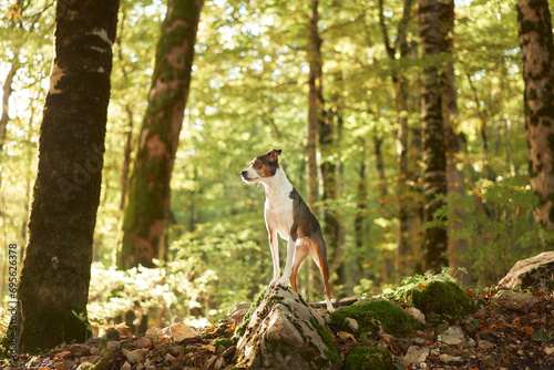 Alert Dog in Forest, A vigilant mixbreed stands in the woods, surveying its surroundings with keen interest. photo
