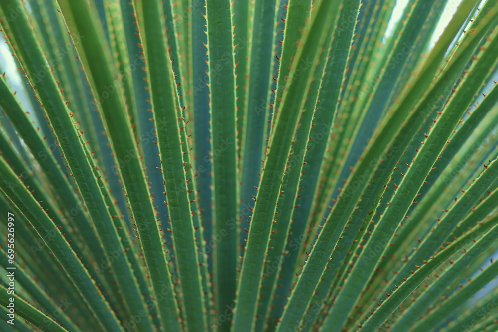 Obraz premium Green succulent. Green succulent texture. Tropical desert plant. Shrubs. Nature greenery background. Green pointed leaves. Texture of fresh leaves. Aloe plant. Spring background