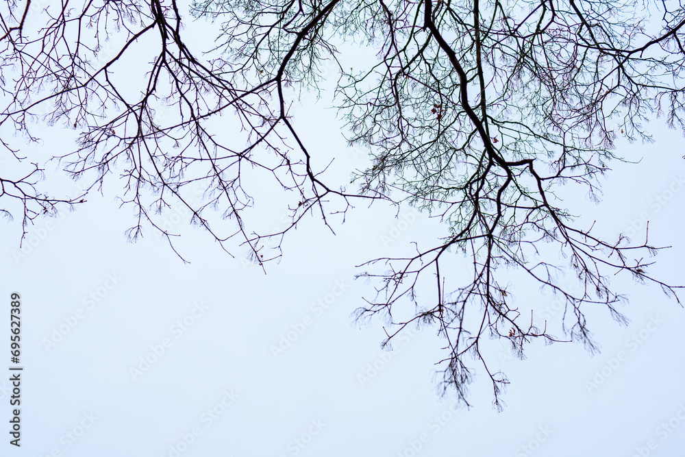 Obraz premium Winter sad tree branches. Background with selective focus and copy space