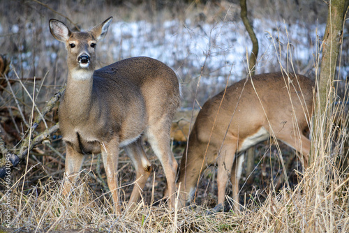 Obraz na płótnie December Afternoon With Deer w salonie