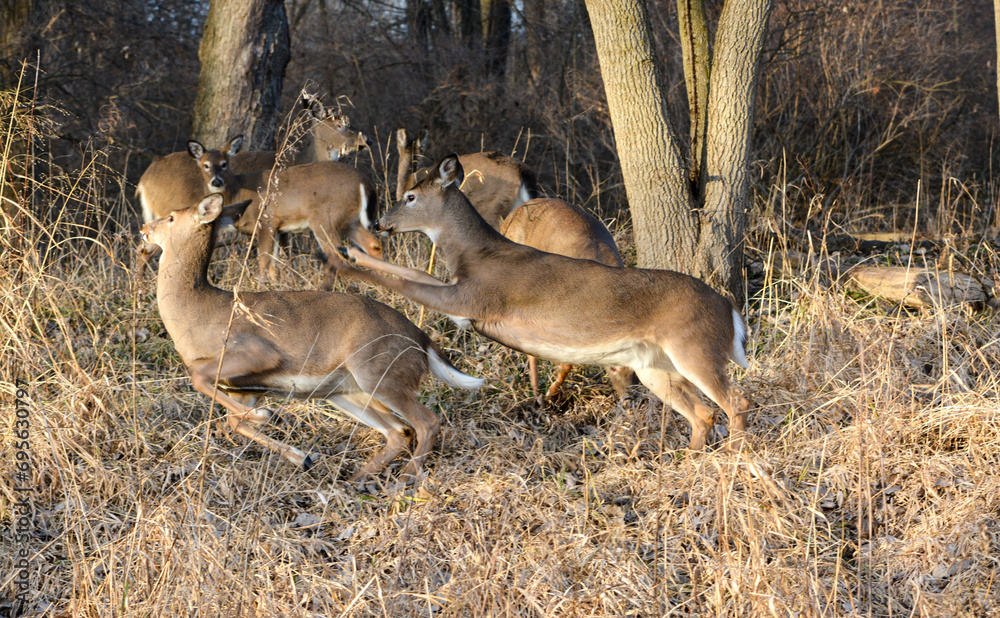December Afternoon With Deer